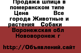 Продажа шпица в померанском типе › Цена ­ 20 000 - Все города Животные и растения » Собаки   . Воронежская обл.,Нововоронеж г.